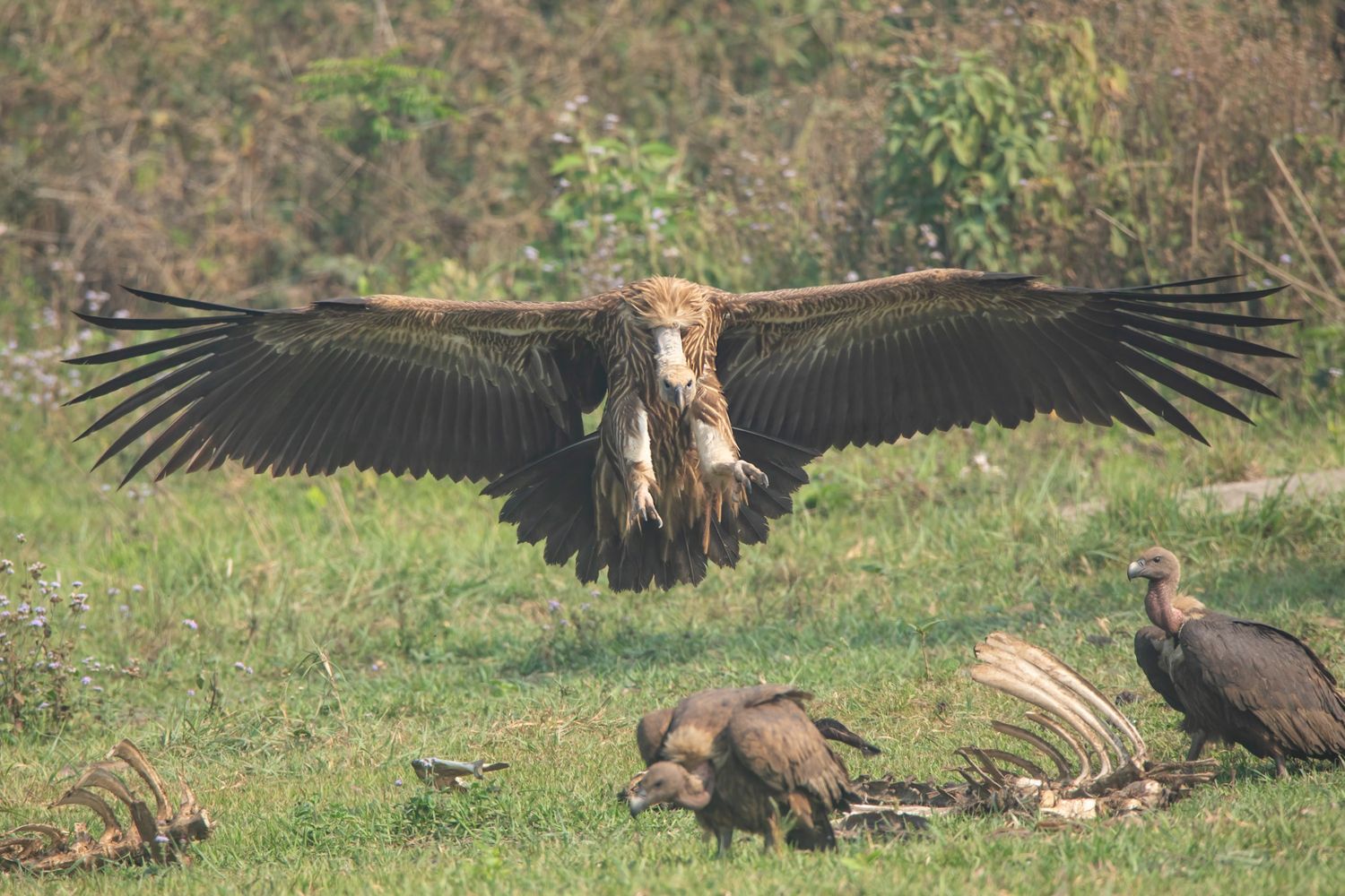 Chitwan Bird Watching Tour – 7 Days - Image 2